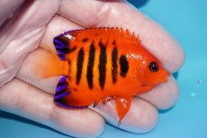 画像2: 【ボーナスセール対象個体　クーポンご利用で更に10％OFF】 【海水魚・ヤッコ】【通販】【マーシャル島産】フレームエンゼル（Mサイズ）(個体販売）（±6cm）No.3（生体）(海水魚) (2)