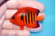画像1: 【ボーナスセール対象個体　クーポンご利用で更に10％OFF】 【海水魚・ヤッコ】【通販】【マーシャル島産】フレームエンゼル（Mサイズ）(個体販売）（±6cm）No.4（生体）(海水魚) (1)