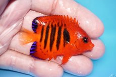 画像2: 【ボーナスセール対象個体　クーポンご利用で更に10％OFF】 【海水魚・ヤッコ】【通販】【マーシャル島産】フレームエンゼル（Mサイズ）(個体販売）（±6cm）No.4（生体）(海水魚) (2)