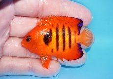画像1: 【ボーナスセール対象個体　クーポンご利用で更に10％OFF】 【海水魚・ヤッコ】【通販】【マーシャル島産】フレームエンゼル（Mサイズ）(個体販売）（±6cm）No.5（生体）(海水魚) (1)
