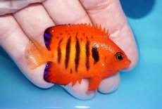 画像2: 【ボーナスセール対象個体　クーポンご利用で更に10％OFF】 【海水魚・ヤッコ】【通販】【マーシャル島産】フレームエンゼル（Mサイズ）(個体販売）（±6cm）No.5（生体）(海水魚) (2)