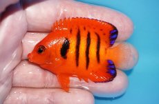 画像1: 【ボーナスセール対象個体　クーポンご利用で更に10％OFF】 【海水魚・ヤッコ】【通販】【マーシャル島産】フレームエンゼル（Mサイズ）(個体販売）（±6cm）No.6（生体）(海水魚) (1)