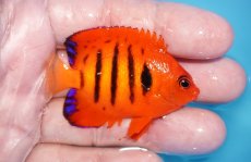 画像2: 【ボーナスセール対象個体　クーポンご利用で更に10％OFF】 【海水魚・ヤッコ】【通販】【マーシャル島産】フレームエンゼル（Mサイズ）(個体販売）（±6cm）No.6（生体）(海水魚) (2)