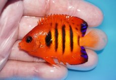 画像1: 【ボーナスセール対象個体　クーポンご利用で更に10％OFF】 【海水魚・ヤッコ】【通販】【マーシャル島産】フレームエンゼル（Mサイズ）(個体販売）（±6cm）No.7（生体）(海水魚) (1)