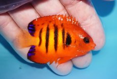 画像2: 【ボーナスセール対象個体　クーポンご利用で更に10％OFF】 【海水魚・ヤッコ】【通販】【マーシャル島産】フレームエンゼル（Mサイズ）(個体販売）（±6cm）No.7（生体）(海水魚) (2)