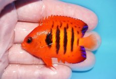 画像1: 【ボーナスセール対象個体　クーポンご利用で更に10％OFF】 【海水魚・ヤッコ】【通販】【マーシャル島産】フレームエンゼル（MLサイズ）(個体販売）（±6.5cm）No.8（生体）(海水魚) (1)