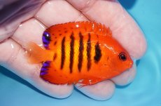 画像2: 【ボーナスセール対象個体　クーポンご利用で更に10％OFF】 【海水魚・ヤッコ】【通販】【マーシャル島産】フレームエンゼル（MLサイズ）(個体販売）（±6.5cm）No.8（生体）(海水魚) (2)