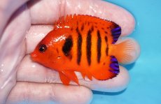 画像1: 【ボーナスセール対象個体　クーポンご利用で更に10％OFF】 【海水魚・ヤッコ】【通販】【マーシャル島産】フレームエンゼル（MLサイズ）(個体販売）（±6.5cm）No.9（生体）(海水魚) (1)