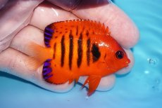 画像2: 【ボーナスセール対象個体　クーポンご利用で更に10％OFF】 【海水魚・ヤッコ】【通販】【マーシャル島産】フレームエンゼル（MLサイズ）(個体販売）（±6.5cm）No.9（生体）(海水魚) (2)