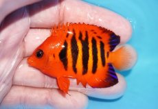 画像1: 【ボーナスセール対象個体　クーポンご利用で更に10％OFF】 【海水魚・ヤッコ】【通販】【マーシャル島産】フレームエンゼル（MLサイズ）(個体販売）（±6.5cm）No.10（生体）(海水魚) (1)