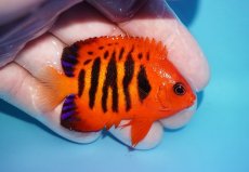 画像2: 【ボーナスセール対象個体　クーポンご利用で更に10％OFF】 【海水魚・ヤッコ】【通販】【マーシャル島産】フレームエンゼル（MLサイズ）(個体販売）（±6.5cm）No.10（生体）(海水魚) (2)