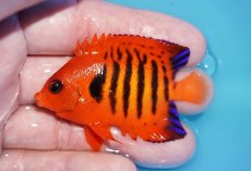 画像1: 【ボーナスセール対象個体　クーポンご利用で更に10％OFF】 【海水魚・ヤッコ】【通販】【マーシャル島産】フレームエンゼル（MLサイズ）(個体販売）（±6.5cm）No.11（生体）(海水魚) (1)