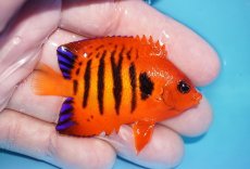 画像2: 【ボーナスセール対象個体　クーポンご利用で更に10％OFF】 【海水魚・ヤッコ】【通販】【マーシャル島産】フレームエンゼル（MLサイズ）(個体販売）（±6.5cm）No.11（生体）(海水魚) (2)