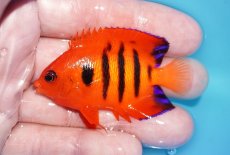 画像1: 【ボーナスセール対象個体　クーポンご利用で更に10％OFF】 【海水魚・ヤッコ】【通販】【マーシャル島産】フレームエンゼル（MLサイズ）(個体販売）（±6.5cm）No.12（生体）(海水魚) (1)