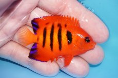 画像2: 【ボーナスセール対象個体　クーポンご利用で更に10％OFF】 【海水魚・ヤッコ】【通販】【マーシャル島産】フレームエンゼル（MLサイズ）(個体販売）（±6.5cm）No.12（生体）(海水魚) (2)