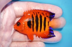 画像1: 【ボーナスセール対象個体　クーポンご利用で更に10％OFF】 【海水魚・ヤッコ】【通販】【マーシャル島産】フレームエンゼル（MLサイズ）(個体販売）（±6.5cm）No.13（生体）(海水魚) (1)