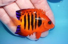画像2: 【ボーナスセール対象個体　クーポンご利用で更に10％OFF】 【海水魚・ヤッコ】【通販】【マーシャル島産】フレームエンゼル（MLサイズ）(個体販売）（±6.5cm）No.13（生体）(海水魚) (2)