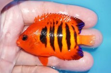 画像1: 【ボーナスセール対象個体　クーポンご利用で更に10％OFF】 【海水魚・ヤッコ】【通販】【マーシャル島産】フレームエンゼル（MLサイズ）(個体販売）（±7cm）No.14（生体）(海水魚) (1)