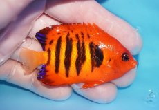 画像2: 【ボーナスセール対象個体　クーポンご利用で更に10％OFF】 【海水魚・ヤッコ】【通販】【マーシャル島産】フレームエンゼル（MLサイズ）(個体販売）（±7cm）No.14（生体）(海水魚) (2)