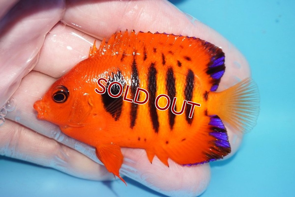画像1: 【ボーナスセール対象個体　クーポンご利用で更に10％OFF】 【海水魚・ヤッコ】【通販】【マーシャル島産】フレームエンゼル（MLサイズ）(個体販売）（±7cm）No.15（生体）(海水魚) (1)