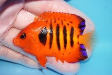 画像1: 【ボーナスセール対象個体　クーポンご利用で更に10％OFF】 【海水魚・ヤッコ】【通販】【マーシャル島産】フレームエンゼル（MLサイズ）(個体販売）（±7cm）No.15（生体）(海水魚) (1)