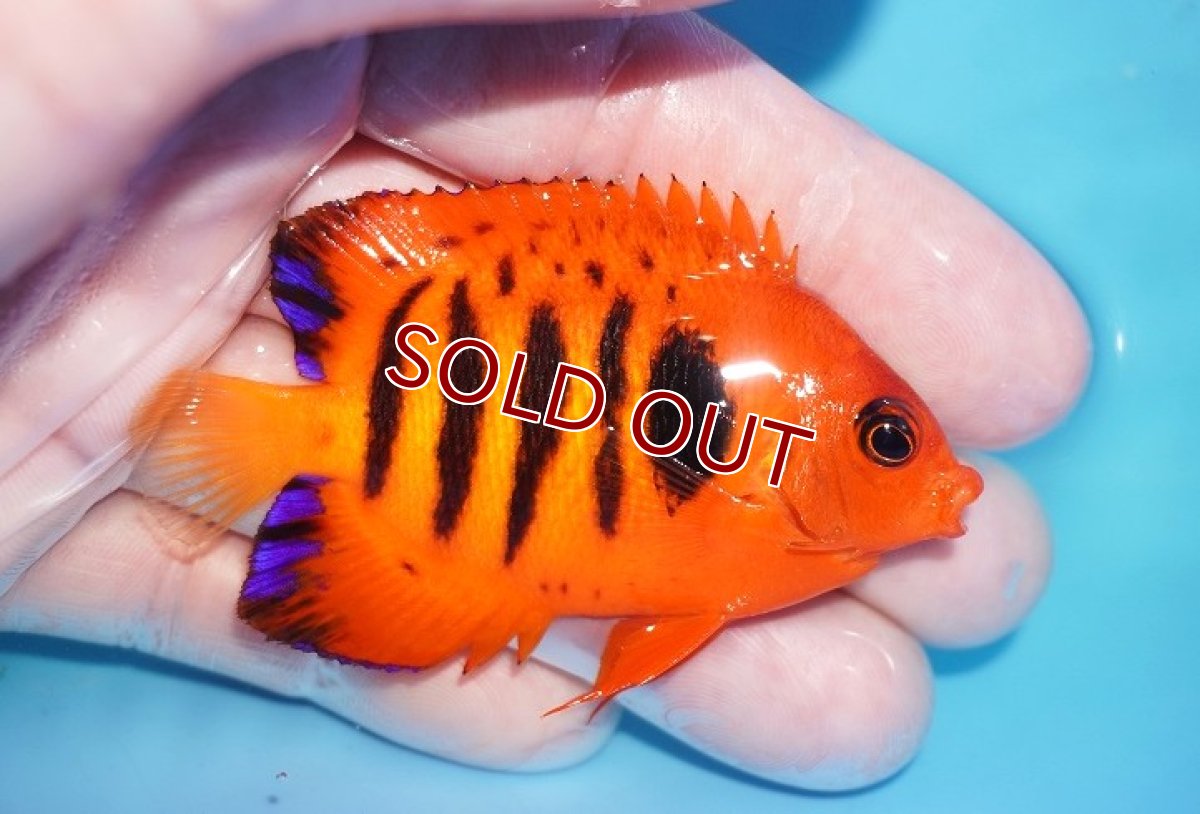 画像2: 【ボーナスセール対象個体　クーポンご利用で更に10％OFF】 【海水魚・ヤッコ】【通販】【マーシャル島産】フレームエンゼル（MLサイズ）(個体販売）（±7cm）No.15（生体）(海水魚) (2)