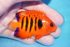 画像2: 【ボーナスセール対象個体　クーポンご利用で更に10％OFF】 【海水魚・ヤッコ】【通販】【マーシャル島産】フレームエンゼル（MLサイズ）(個体販売）（±7cm）No.15（生体）(海水魚) (2)