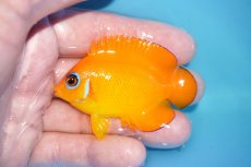 画像1: 【ボーナスセール対象個体　クーポンご利用で更に10％OFF】 【海水魚・ヤッコ】【通販】【マーシャル島産】レモンピール（Mサイズ）(個体販売）（±6.5cm）No.1（生体）(海水魚) (1)