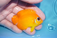 画像2: 【ボーナスセール対象個体　クーポンご利用で更に10％OFF】 【海水魚・ヤッコ】【通販】【マーシャル島産】レモンピール（Mサイズ）(個体販売）（±6.5cm）No.1（生体）(海水魚) (2)