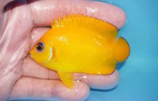画像1: 【ボーナスセール対象個体　クーポンご利用で更に10％OFF】 【海水魚・ヤッコ】【通販】【マーシャル島産】レモンピール（MLサイズ）(個体販売）（±7cm）No.2（生体）(海水魚) (1)
