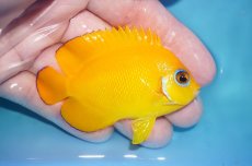 画像2: 【ボーナスセール対象個体　クーポンご利用で更に10％OFF】 【海水魚・ヤッコ】【通販】【マーシャル島産】レモンピール（MLサイズ）(個体販売）（±7cm）No.2（生体）(海水魚) (2)