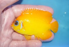 画像1: 【ボーナスセール対象個体　クーポンご利用で更に10％OFF】 【海水魚・ヤッコ】【通販】【マーシャル島産】レモンピール（MLサイズ）(個体販売）（±8cm）No.3（生体）(海水魚) (1)