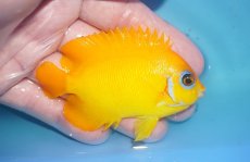 画像2: 【ボーナスセール対象個体　クーポンご利用で更に10％OFF】 【海水魚・ヤッコ】【通販】【マーシャル島産】レモンピール（MLサイズ）(個体販売）（±8cm）No.3（生体）(海水魚) (2)