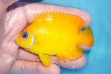 画像1: 【ボーナスセール対象個体　クーポンご利用で更に10％OFF】 【海水魚・ヤッコ】【通販】【マーシャル島産】レモンピール（MLサイズ）(個体販売）（±8cm）No.4（生体）(海水魚) (1)