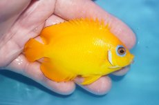 画像2: 【ボーナスセール対象個体　クーポンご利用で更に10％OFF】 【海水魚・ヤッコ】【通販】【マーシャル島産】レモンピール（MLサイズ）(個体販売）（±8cm）No.4（生体）(海水魚) (2)