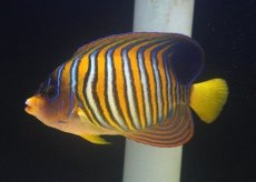 画像1: 【ボーナスセール対象個体　クーポンご利用で更に10％OFF】 【海水魚・ヤッコ】【通販】【沖縄産ハンドコート物♪】ニシキヤッコ（XLサイズ）(個体販売）（±17-18cm）（生体）(海水魚) (1)