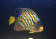 画像2: 【ボーナスセール対象個体　クーポンご利用で更に10％OFF】 【海水魚・ヤッコ】【通販】【沖縄産ハンドコート物♪】ニシキヤッコ（XLサイズ）(個体販売）（±17-18cm）（生体）(海水魚) (2)
