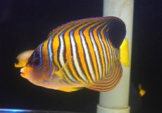 画像3: 【ボーナスセール対象個体　クーポンご利用で更に10％OFF】 【海水魚・ヤッコ】【通販】【沖縄産ハンドコート物♪】ニシキヤッコ（XLサイズ）(個体販売）（±17-18cm）（生体）(海水魚) (3)