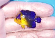 画像1: 【ボーナスセール対象個体　クーポンご利用で更に10％OFF】 【海水魚・ヤッコ】【通販】人工飼料♪スミレヤッコ（Sサイズ）(個体販売）（±3.5cm）No.1（生体）(海水魚) (1)