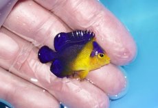 画像2: 【ボーナスセール対象個体　クーポンご利用で更に10％OFF】 【海水魚・ヤッコ】【通販】人工飼料♪スミレヤッコ（Sサイズ）(個体販売）（±3.5cm）No.1（生体）(海水魚) (2)