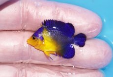 画像1: 【ボーナスセール対象個体　クーポンご利用で更に10％OFF】 【海水魚・ヤッコ】【通販】人工飼料♪スミレヤッコ（Sサイズ）(個体販売）（±3.5cm）No.2（生体）(海水魚) (1)