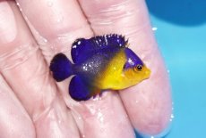 画像2: 【ボーナスセール対象個体　クーポンご利用で更に10％OFF】 【海水魚・ヤッコ】【通販】人工飼料♪スミレヤッコ（Sサイズ）(個体販売）（±3.5cm）No.2（生体）(海水魚) (2)