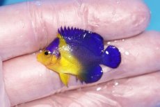 画像1: 【ボーナスセール対象個体　クーポンご利用で更に10％OFF】 【海水魚・ヤッコ】【通販】人工飼料♪スミレヤッコ（Sサイズ）(個体販売）（±3.5cm）No.3（生体）(海水魚) (1)