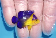 画像2: 【ボーナスセール対象個体　クーポンご利用で更に10％OFF】 【海水魚・ヤッコ】【通販】人工飼料♪スミレヤッコ（Sサイズ）(個体販売）（±3.5cm）No.3（生体）(海水魚) (2)