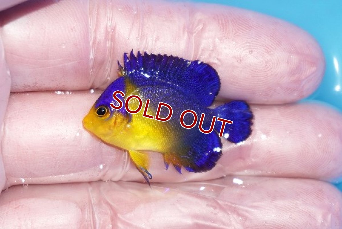 画像1: 【ボーナスセール対象個体　クーポンご利用で更に10％OFF】 【海水魚・ヤッコ】【通販】人工飼料♪スミレヤッコ（Sサイズ）(個体販売）（±3.5cm）No.4（生体）(海水魚) (1)