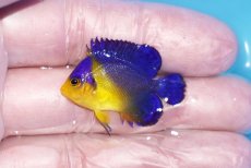 画像1: 【ボーナスセール対象個体　クーポンご利用で更に10％OFF】 【海水魚・ヤッコ】【通販】人工飼料♪スミレヤッコ（Sサイズ）(個体販売）（±3.5cm）No.4（生体）(海水魚) (1)