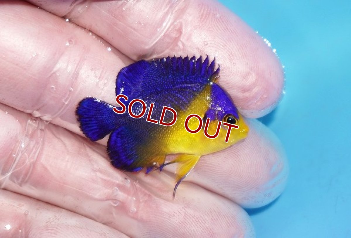 画像2: 【ボーナスセール対象個体　クーポンご利用で更に10％OFF】 【海水魚・ヤッコ】【通販】人工飼料♪スミレヤッコ（Sサイズ）(個体販売）（±3.5cm）No.4（生体）(海水魚) (2)