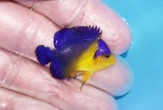 画像2: 【ボーナスセール対象個体　クーポンご利用で更に10％OFF】 【海水魚・ヤッコ】【通販】人工飼料♪スミレヤッコ（Sサイズ）(個体販売）（±3.5cm）No.4（生体）(海水魚) (2)