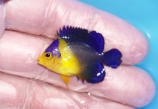 画像1: 【ボーナスセール対象個体　クーポンご利用で更に10％OFF】 【海水魚・ヤッコ】【通販】人工飼料♪スミレヤッコ（Sサイズ）(個体販売）（±3.5cm）No.5（生体）(海水魚) (1)