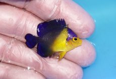 画像2: 【ボーナスセール対象個体　クーポンご利用で更に10％OFF】 【海水魚・ヤッコ】【通販】人工飼料♪スミレヤッコ（Sサイズ）(個体販売）（±3.5cm）No.5（生体）(海水魚) (2)